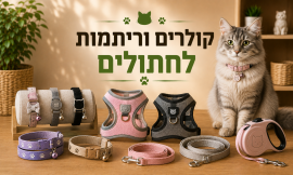 קולרים וריתמות