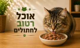 אוכל רטוב לחתולים 