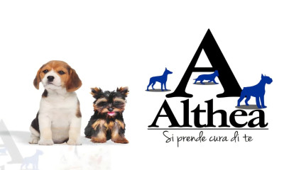 Althea